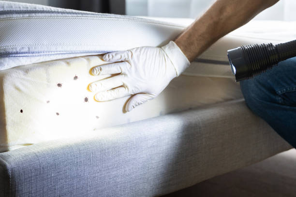 Best Wasp Removal Services  in New Hope, MN