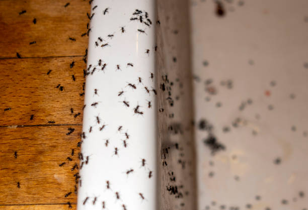 Trusted New Hope, MN Pest Control Experts